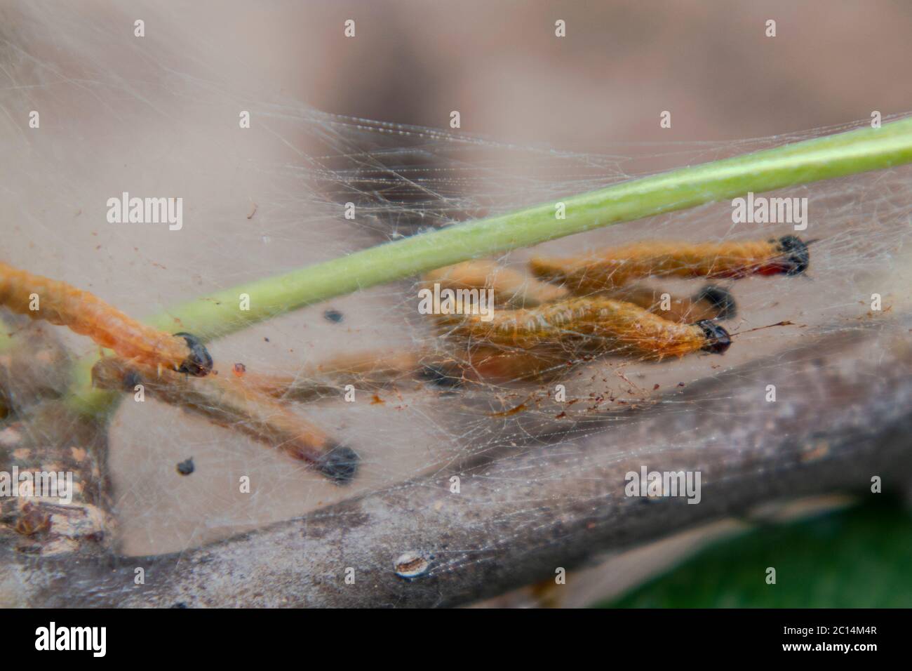 Social pear sawfly, pear sawflies,  Neurotoma saltuum Stock Photo