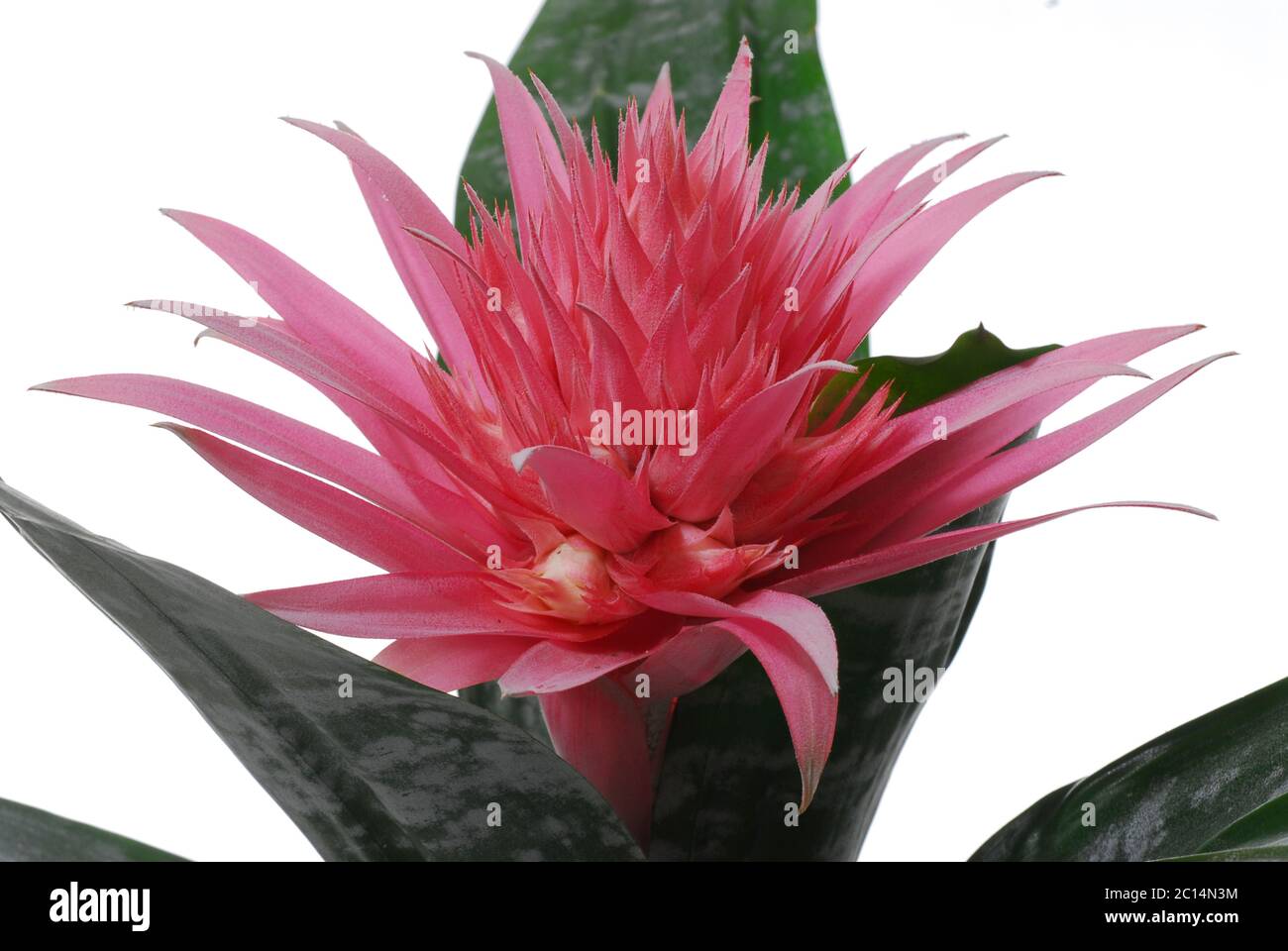 Aechmea fasciata, the silver vase or, urn plant, or simply Aechmea [Achmea] On white background  is a species of flowering plant in the bromeliad fami Stock Photo