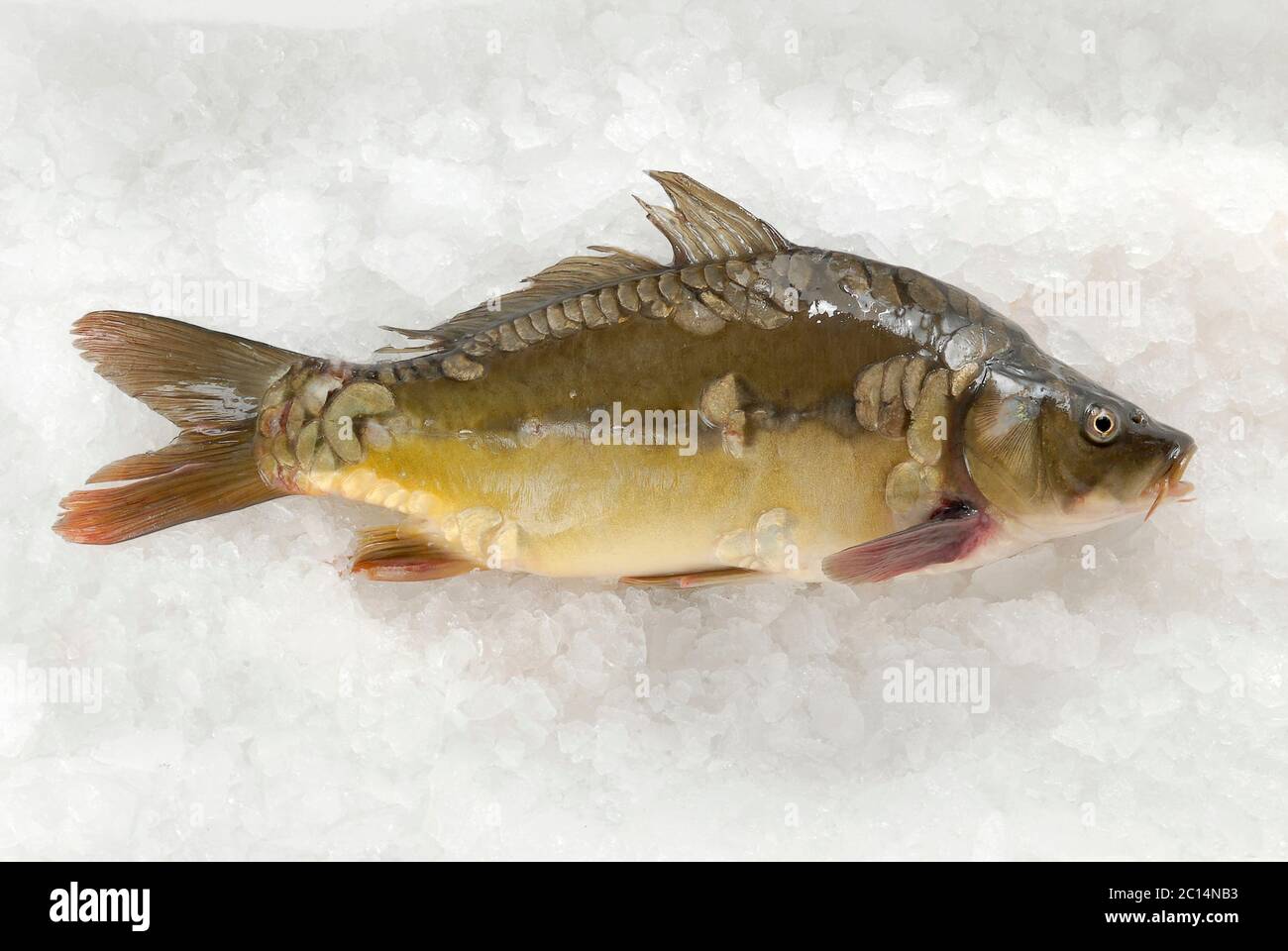 whole Fresh Carp (Cyprinidae) on ice Stock Photo