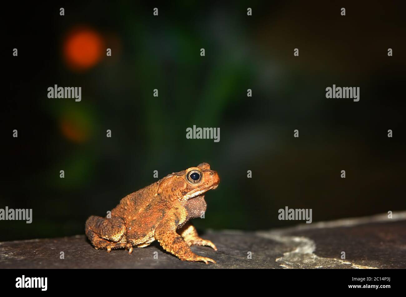 Frog at nighttime Stock Photo
