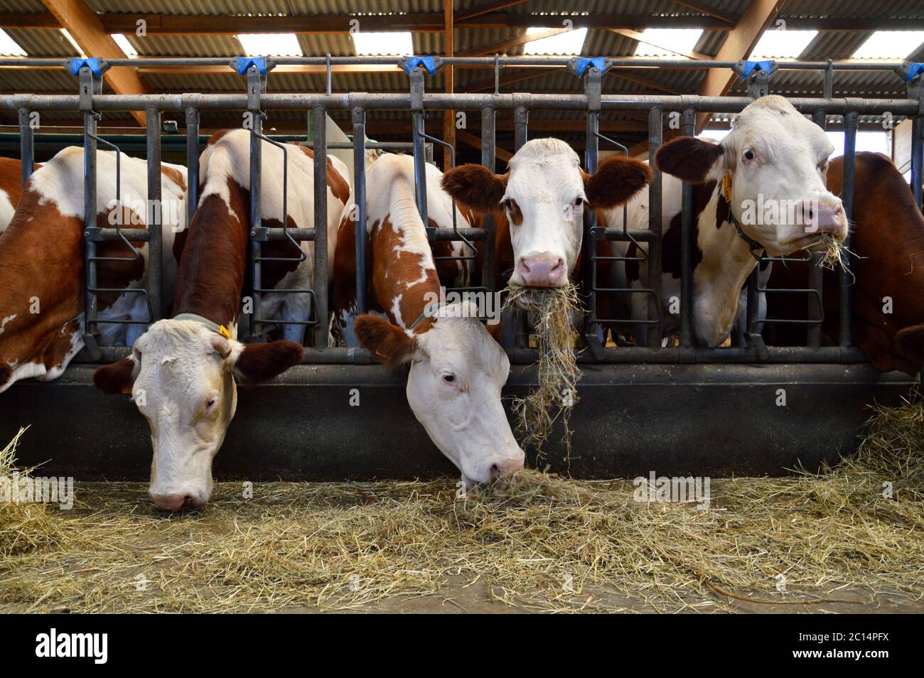 Dairy cows in stables, who eat hay. For the production of dairy products. Stock Photo
