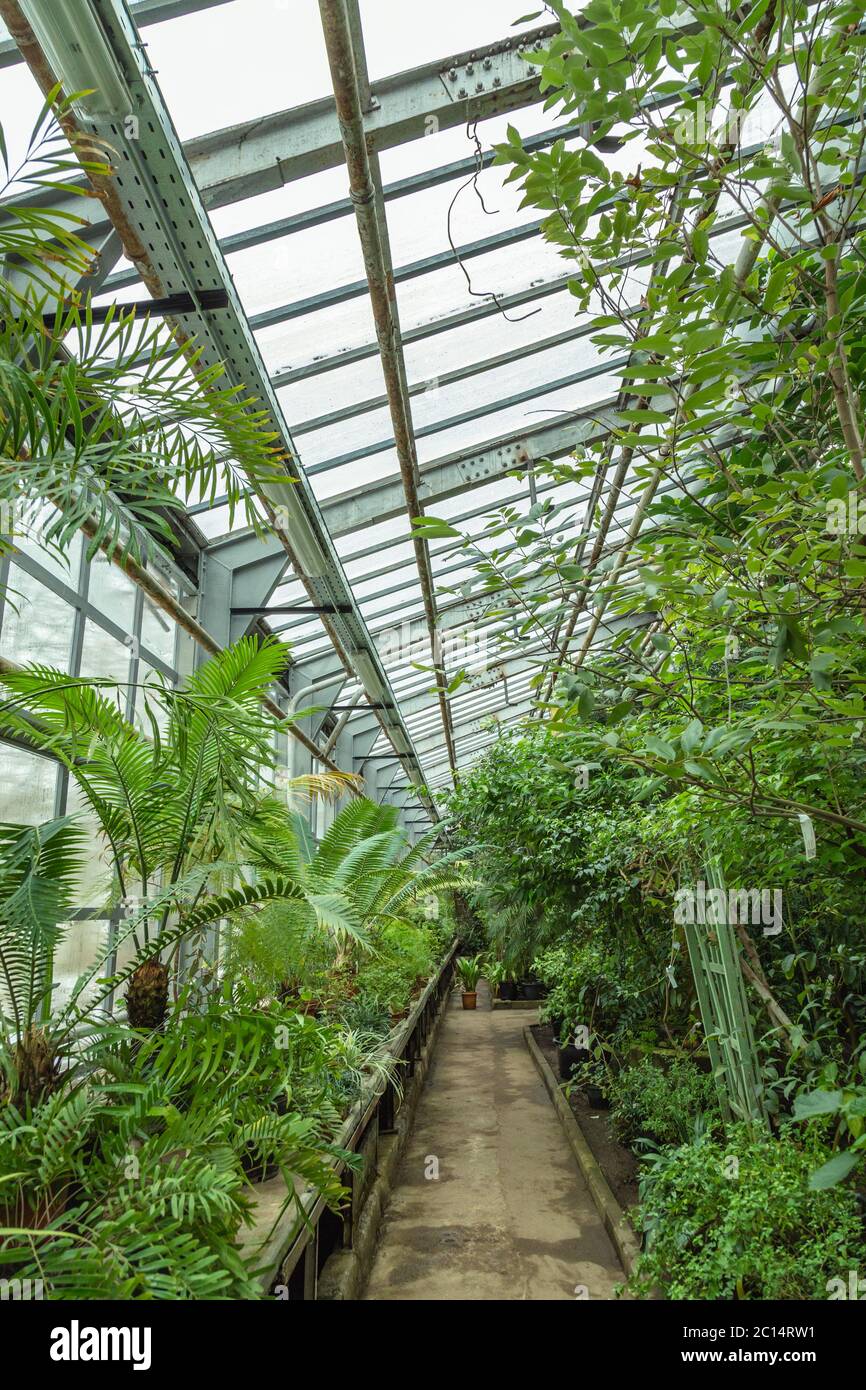 Interior of old tropic greenhouse Stock Photo - Alamy