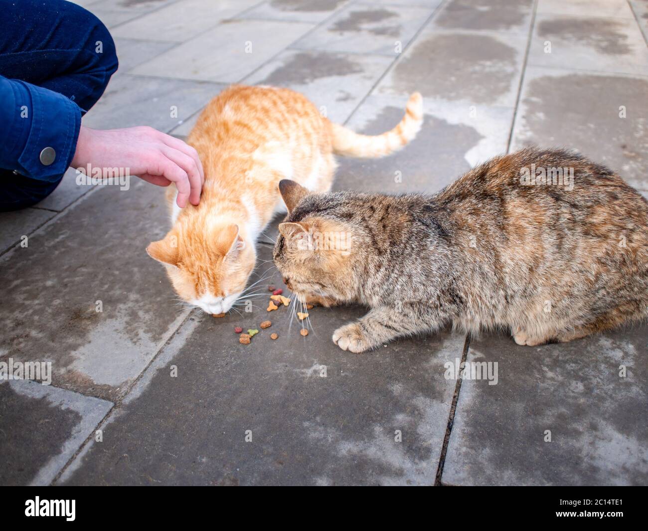 The hand of a teenage girl with food and two hungry stray cats on the