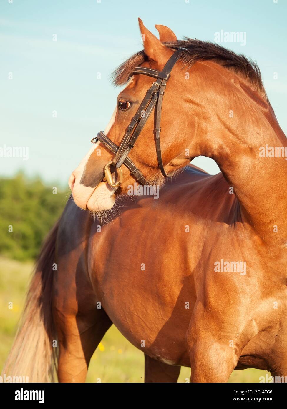 portrait of beautiful welsh pony mare Stock Photo Alamy