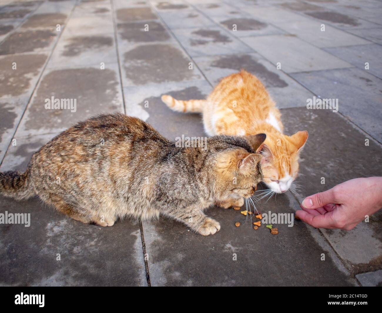 Close up hand of a teenage girl with food and two hungry stray cats on the street eat food on the pavement. Stock Photo