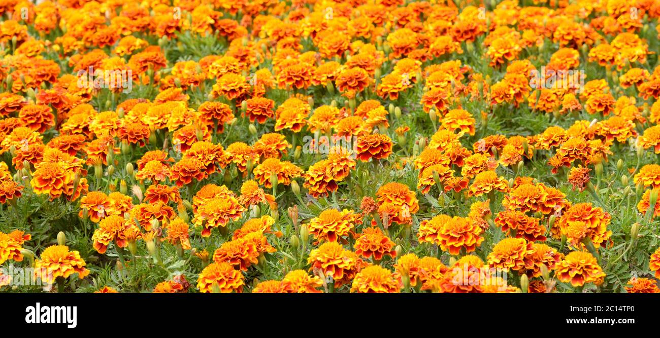 Flowerbed with orange flowers. Stock Photo