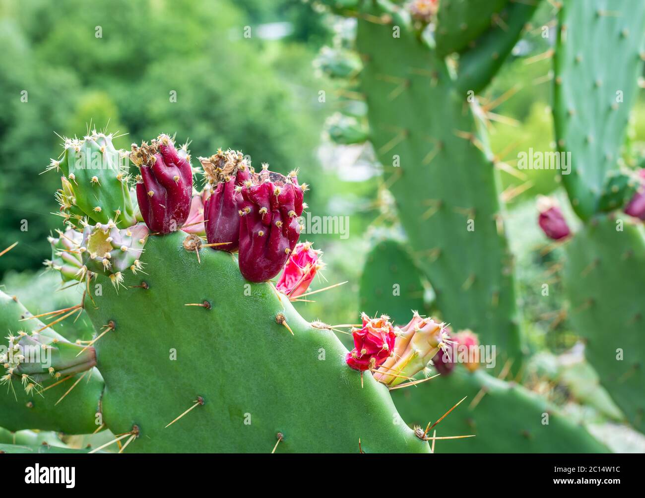 Cactus Opuntia ficus indica. Selective focus Stock Photo