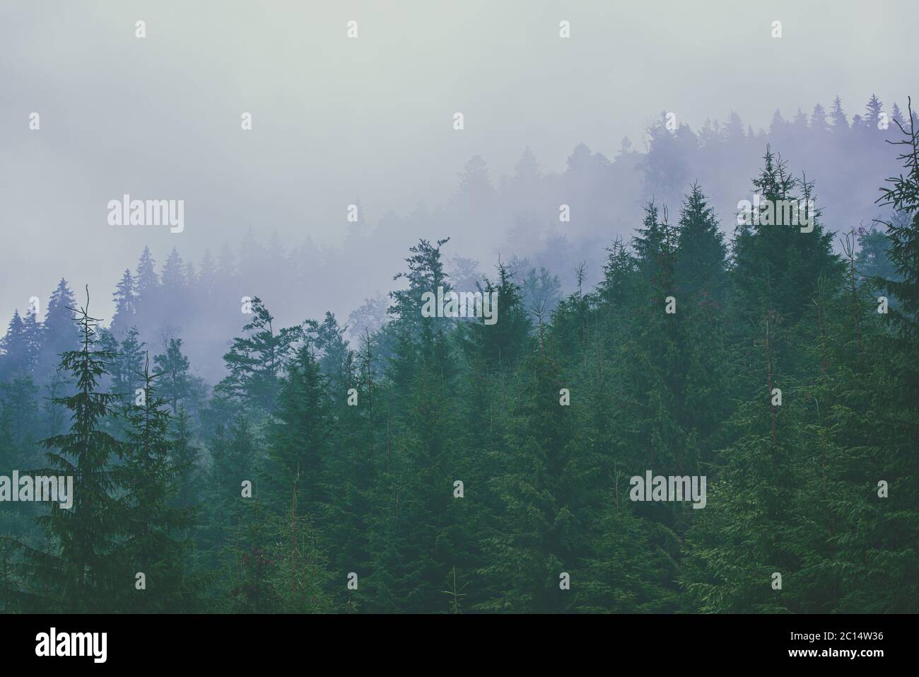 Misty foggy mountain landscape with fir forest and copyspace in vintage ...