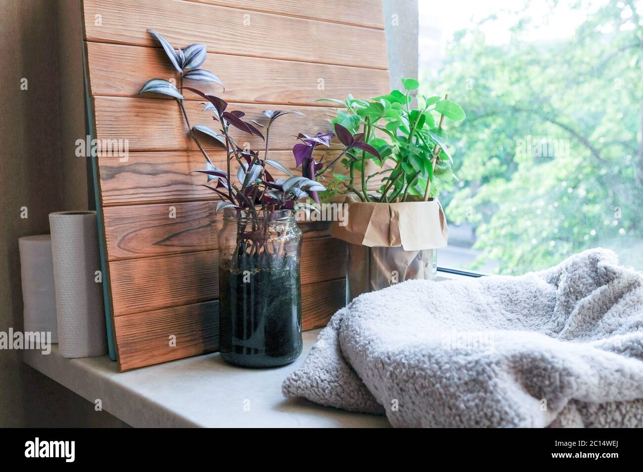 Cozy windowsill with Zebrina pendula and mint. Purple and green houseplants. Storage of photophones. Stock Photo