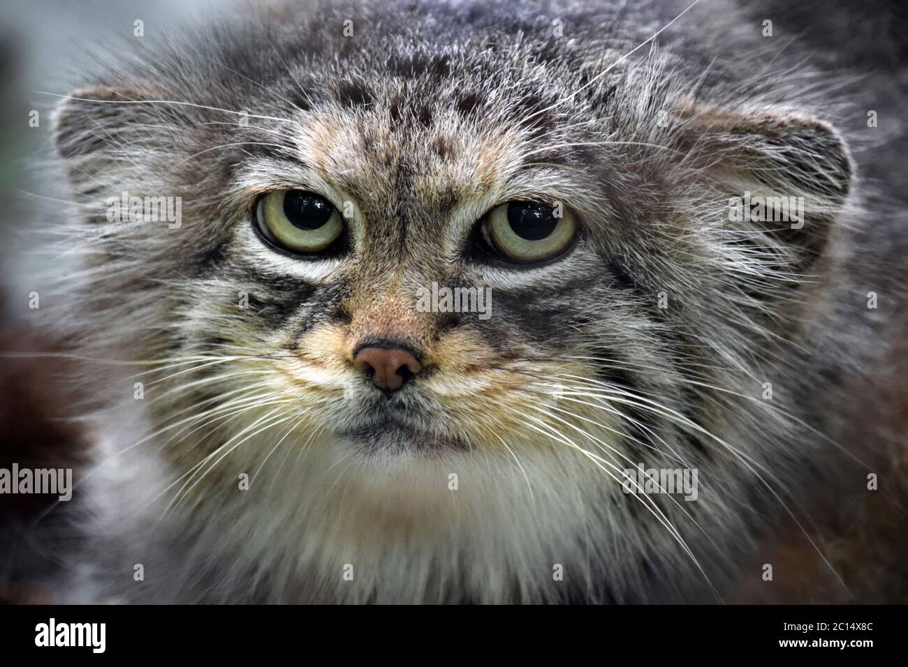 Head Close Up of Wild Cat Otocolobus Manul Stock Photo