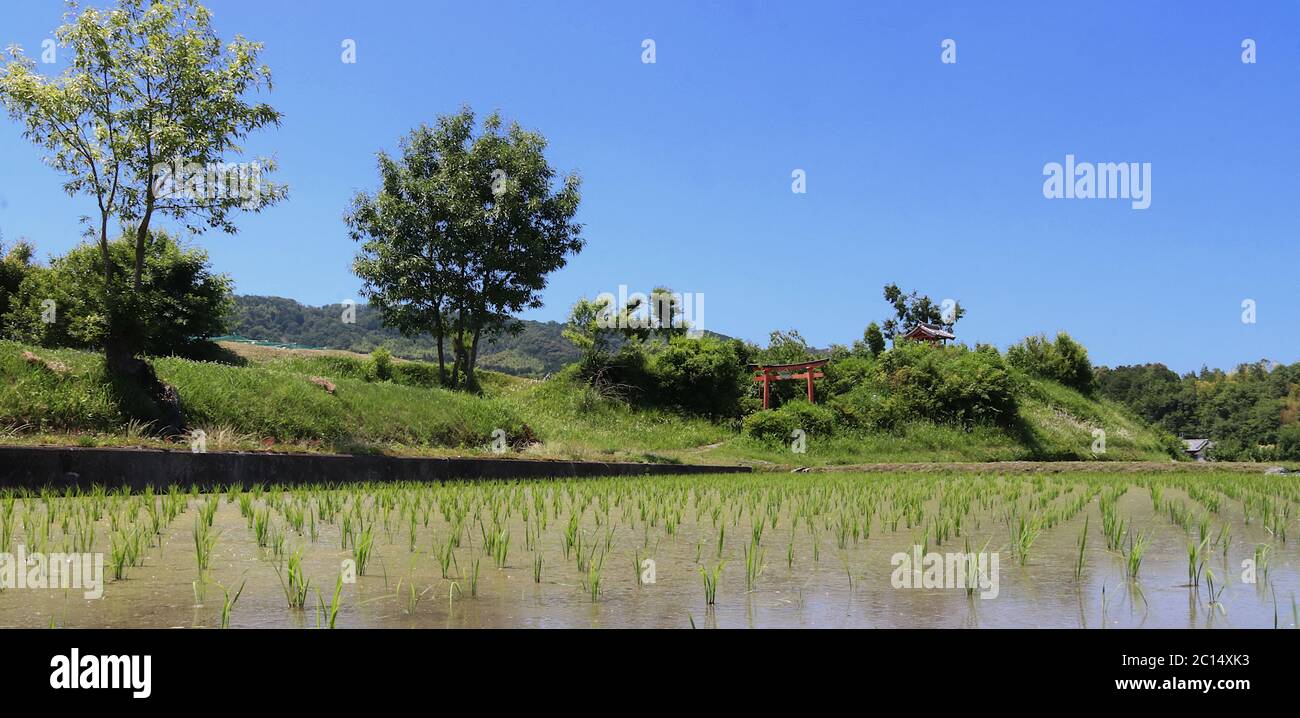 Japanese countryside paddy field panorama with red torii and shinto shrine in the back ground Stock Photo