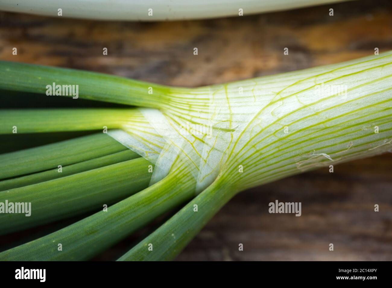 Two Spring Onions Leave Vegetable white spring onions hi-res stock photography and images - Alamy