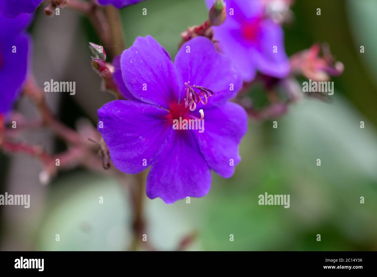Exotic flower bouquet hi-res stock photography and images - Alamy