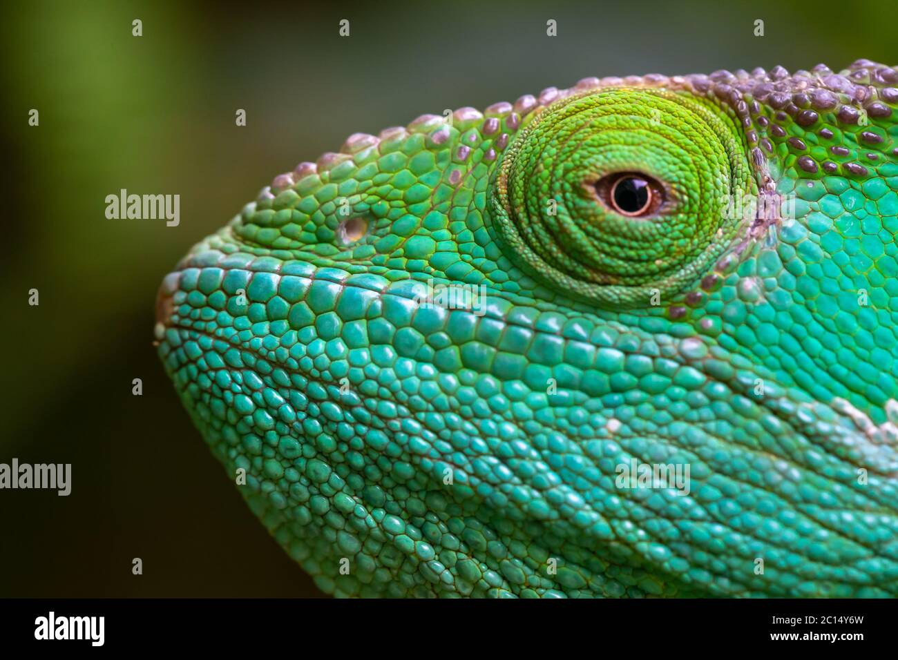 Gecko Eyes High Resolution Stock Photography And Images Alamy Gecko Eyes High Resolution Stock Photography And Images Alamy