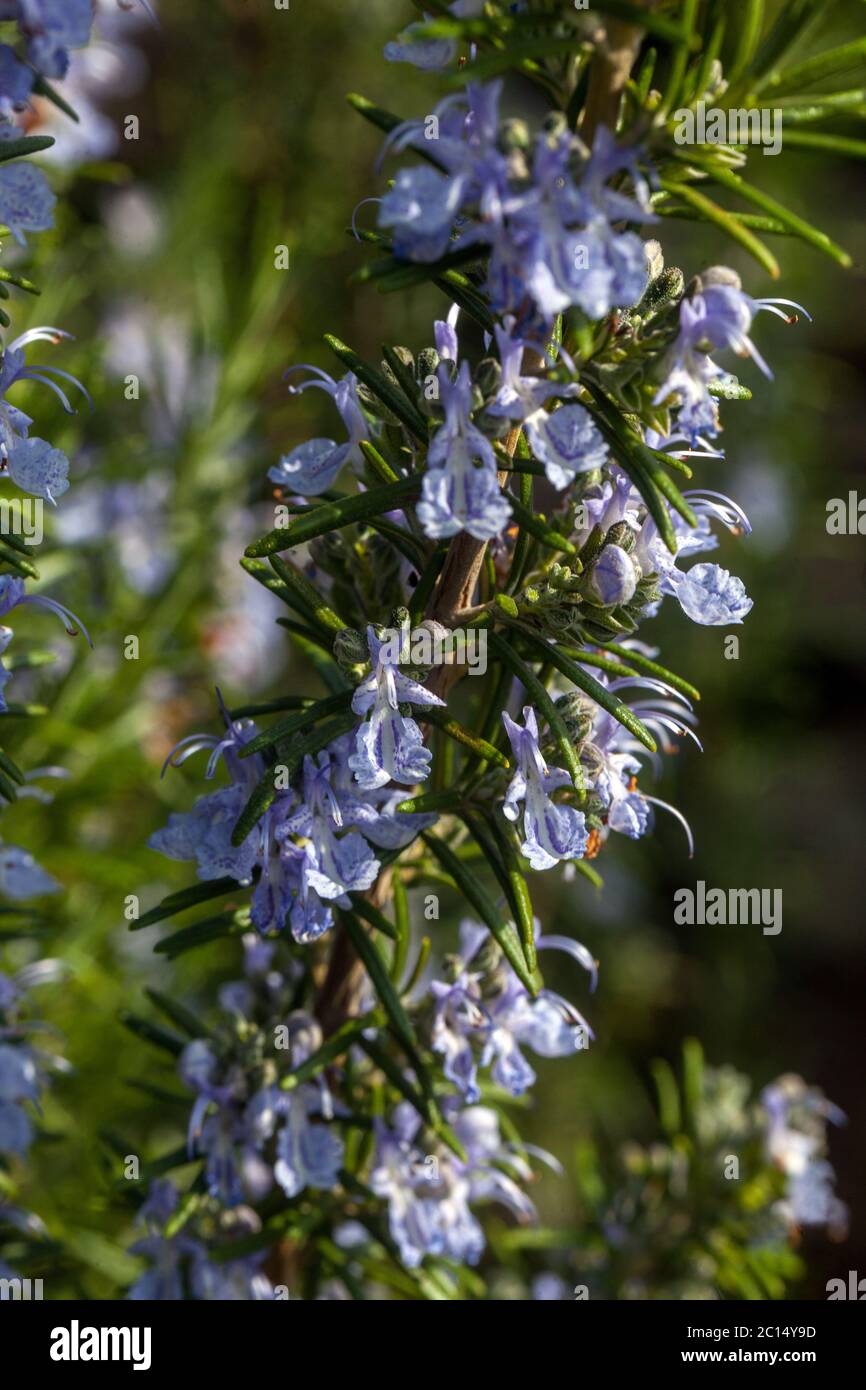 Rosemary  'Sissinghurst Blue' Salvia rosmarinus herb blossoms in close up Stock Photo