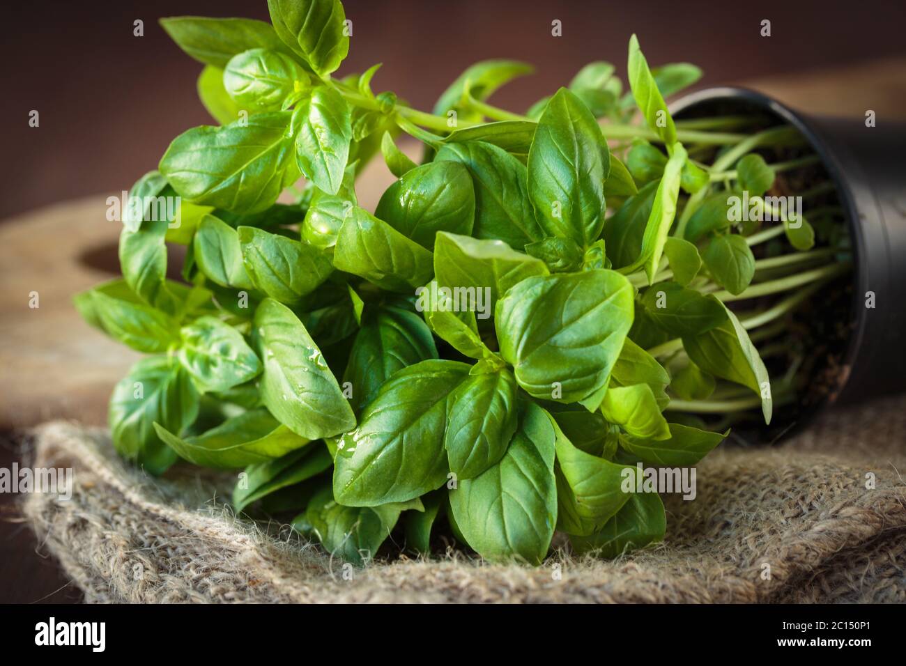 Fresh basil plant Stock Photo Alamy