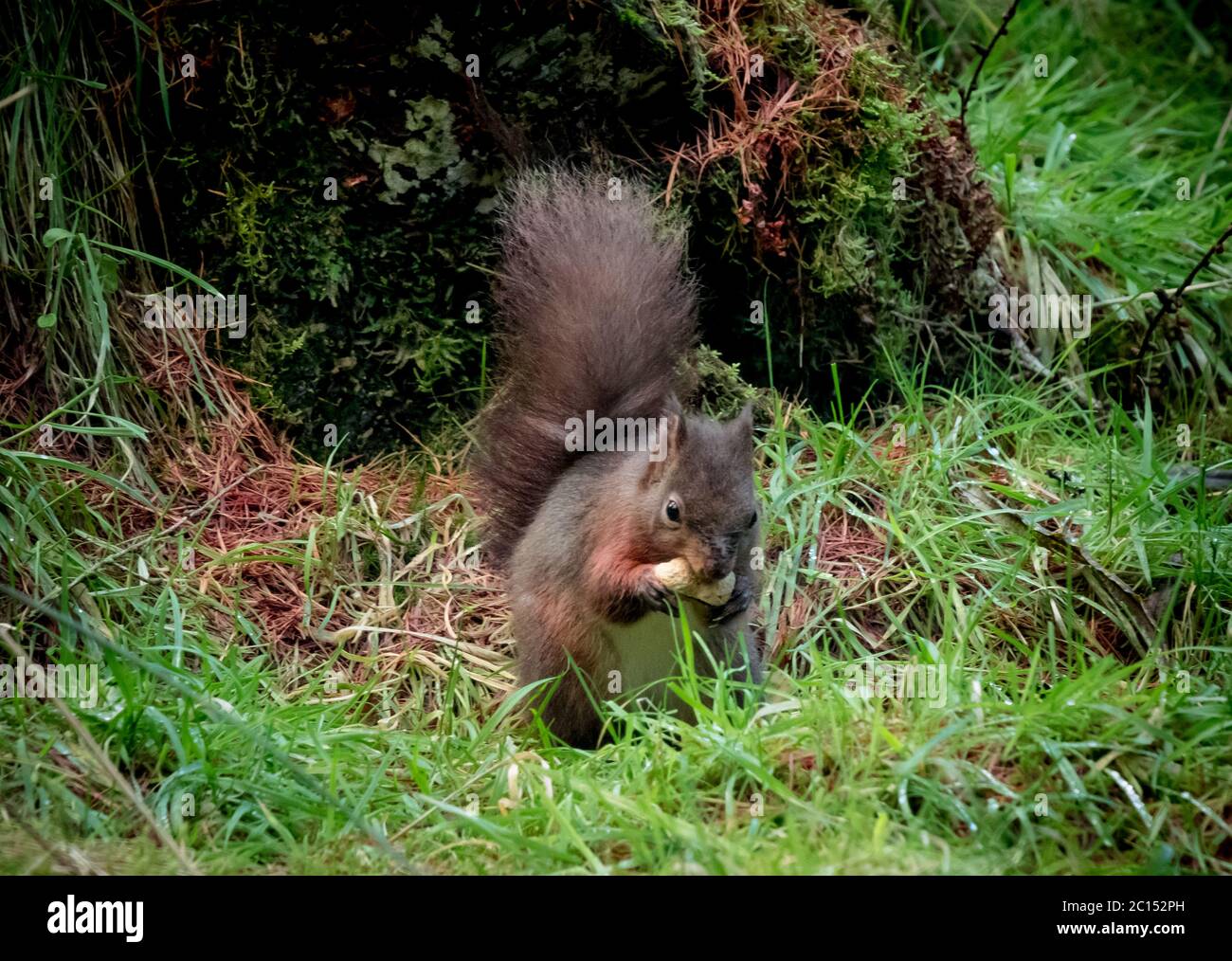 Squirrel with Peanut Stock Photo