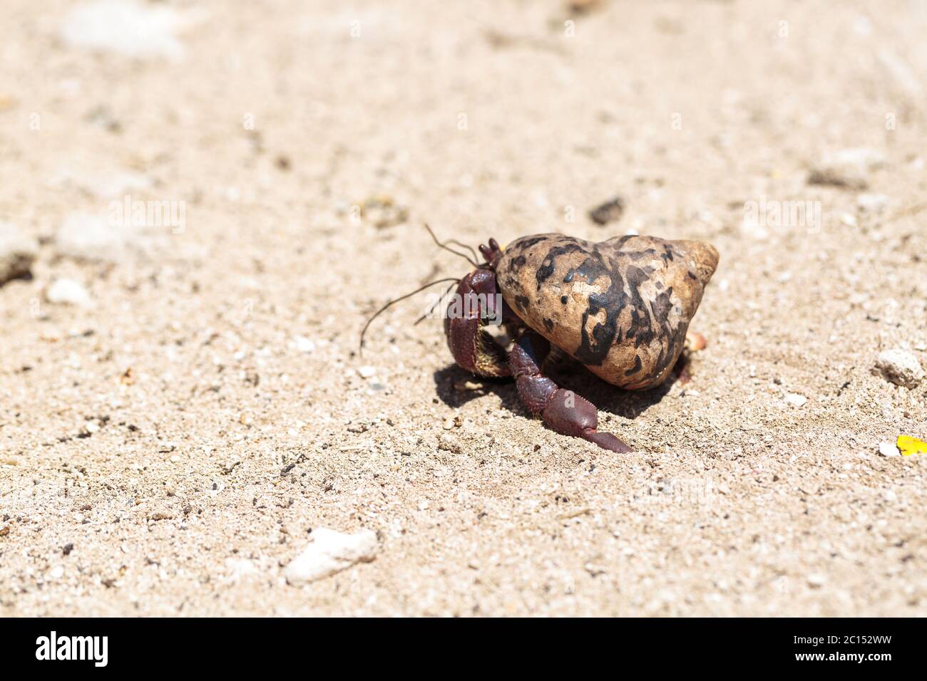Caribbean hermit crab hi-res stock photography and images - Alamy