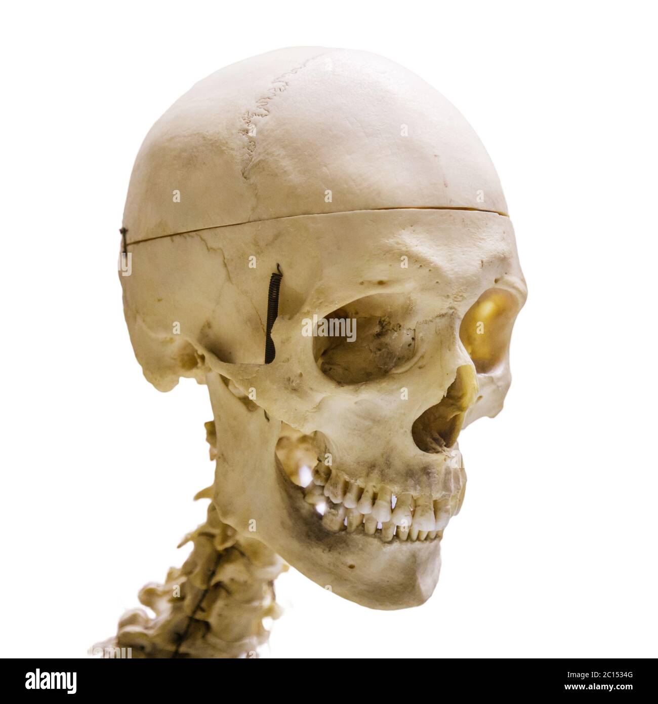 Human skull, isolated on white background Stock Photo