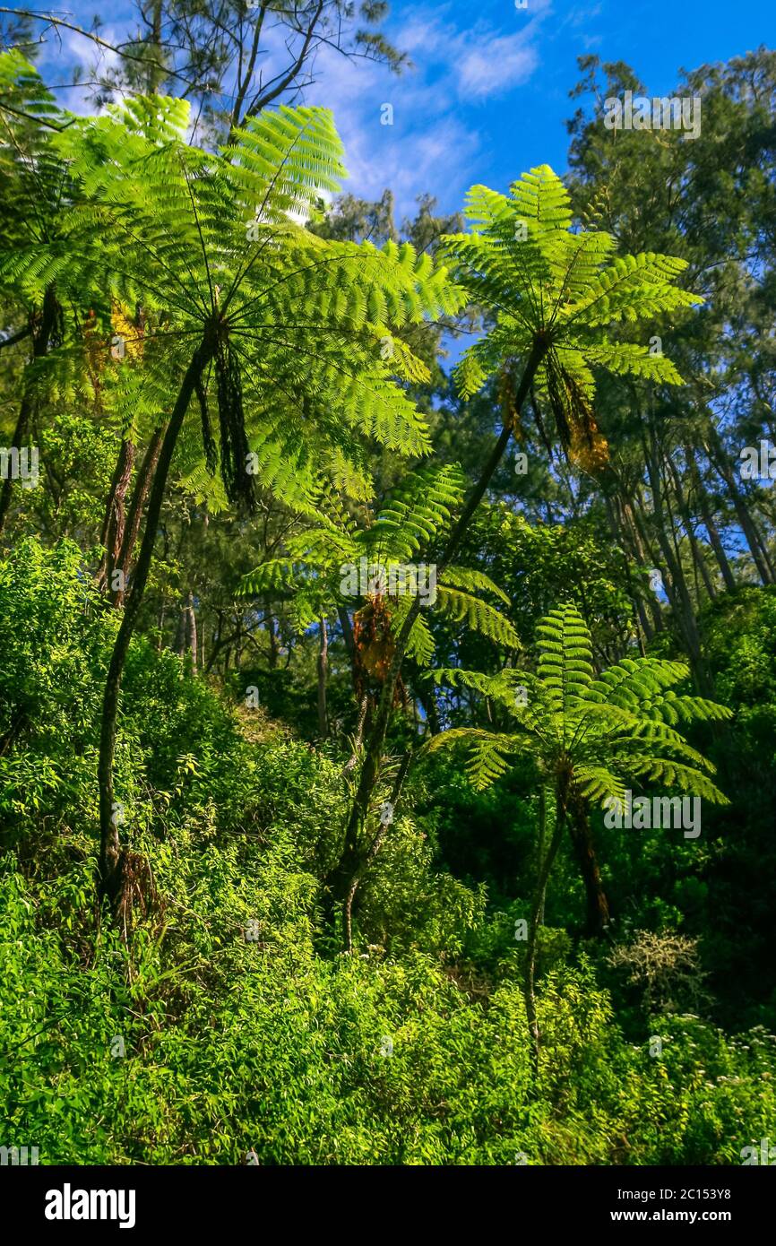 Jungle trees and plants Stock Photo Alamy