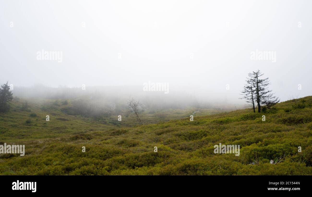 fog covers the top of the mountain. cloudy and overcast weather in the mountains. blueberry bushes and a lone tree. High quality photo Stock Photo