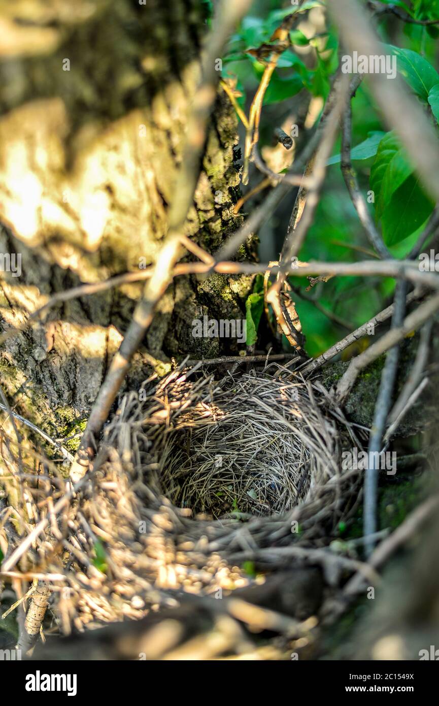 Empty nest house hi-res stock photography and images - Alamy