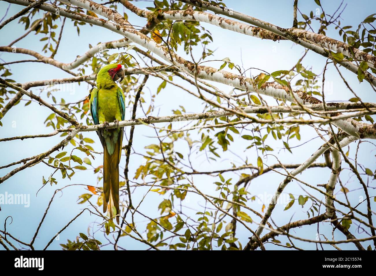 Great Green Macaw in Costa Rica Stock Photo