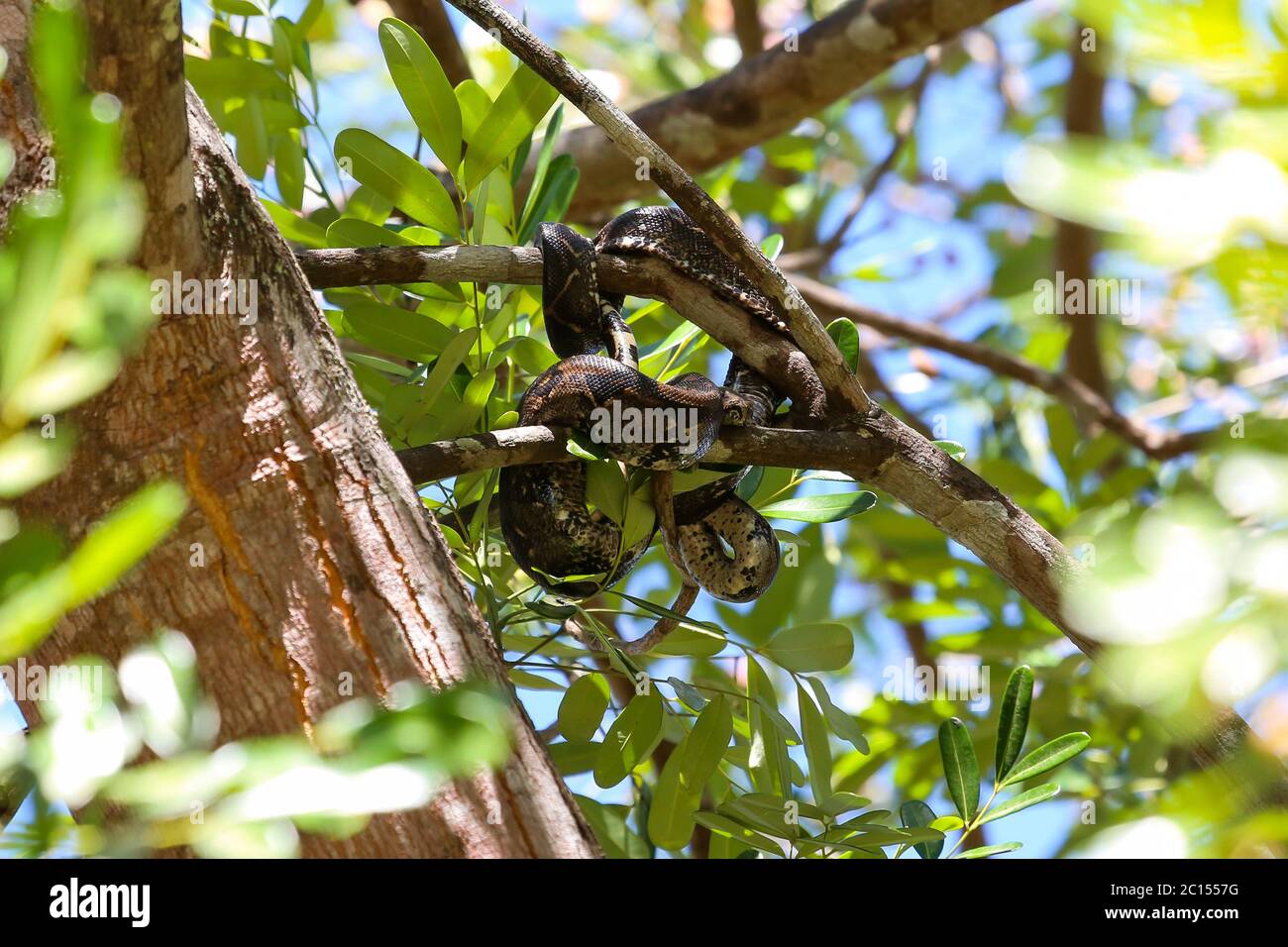Boa Constrictor hanging in a tree Stock Photo