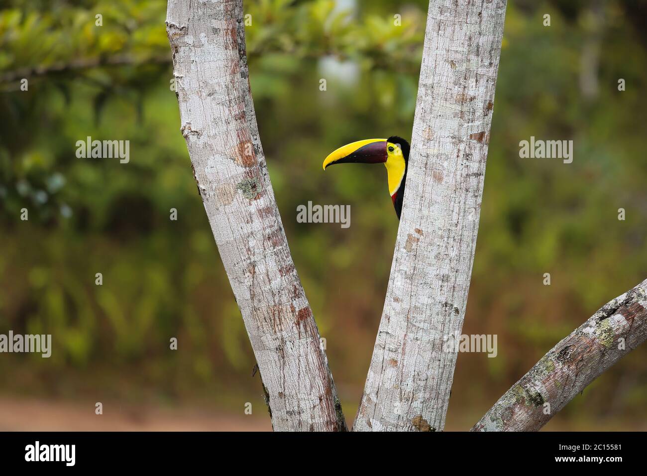 Chestnut Mandibled Toucan peeping behind a tree trunk in Costa Rica Stock Photo