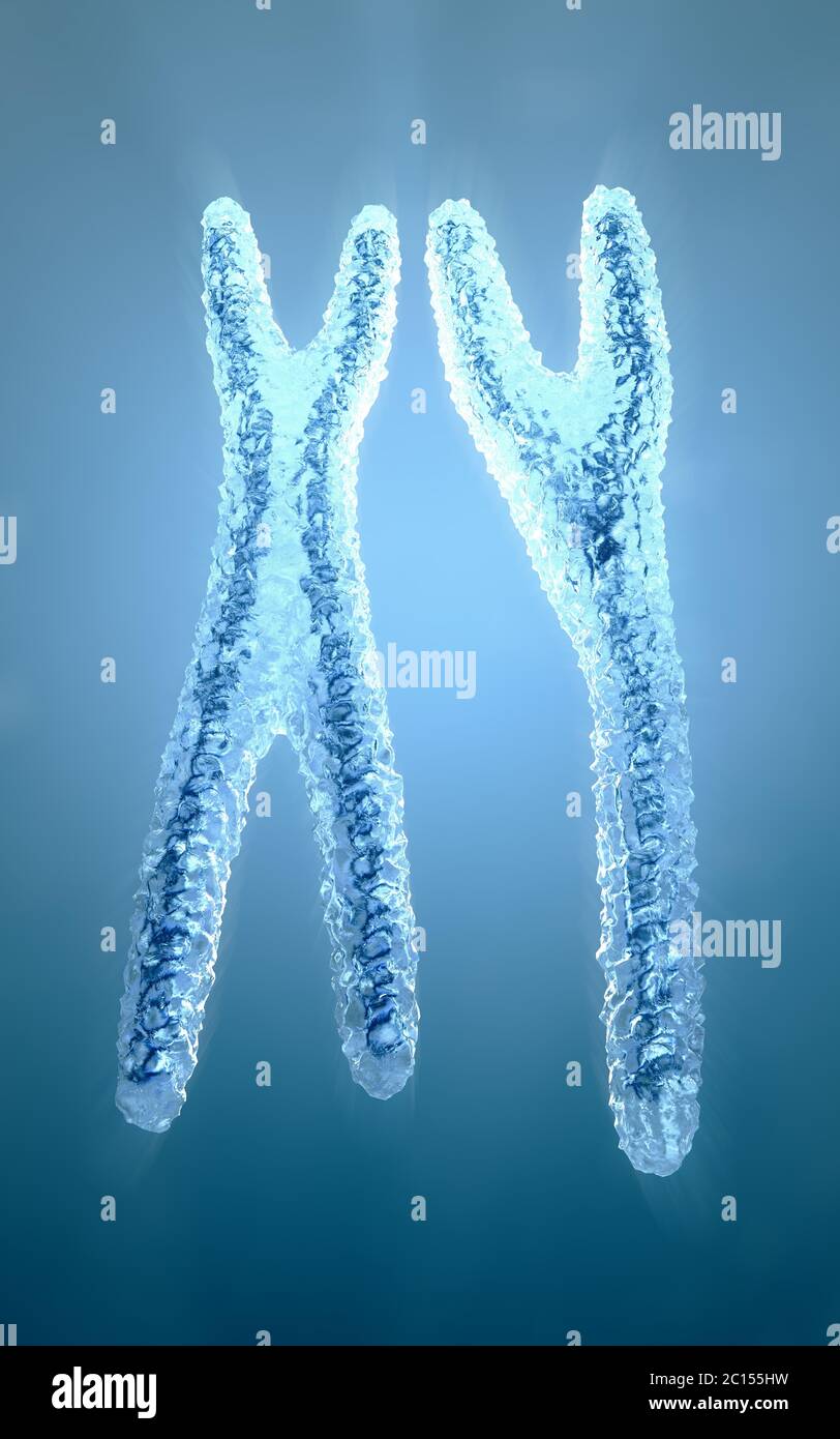 3D Illustration of normal looking blue colored and transparent x and y chromosomes Stock Photo