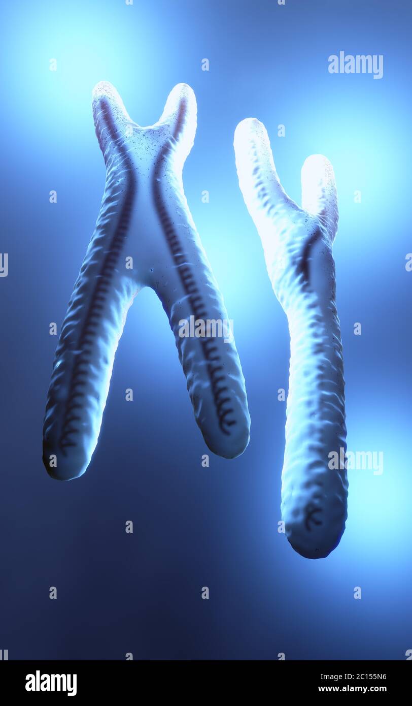 3D Illustration of normal looking blue colored and transparent x and y chromosomes Stock Photo