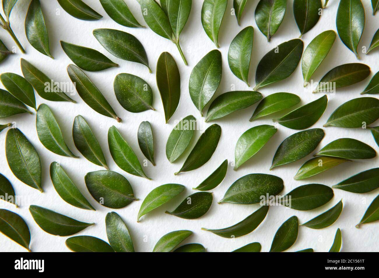 Green leaves pattern hi-res stock photography and images - Alamy