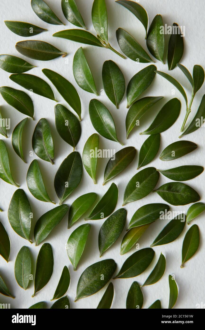 Green leaves pattern hi-res stock photography and images - Alamy