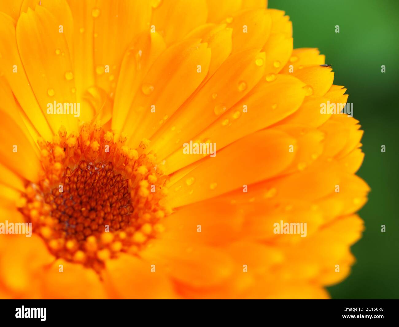Poster Fresh and dried calendula flowers in wooden mortar isolated 