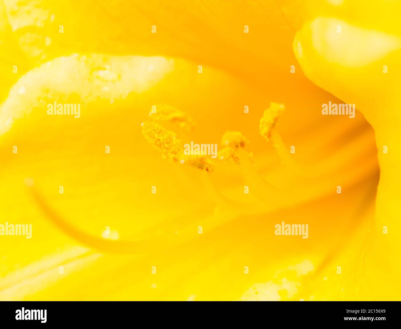Extreme macro shot. Abstract background with pistil and stamen of yellow flower Stock Photo