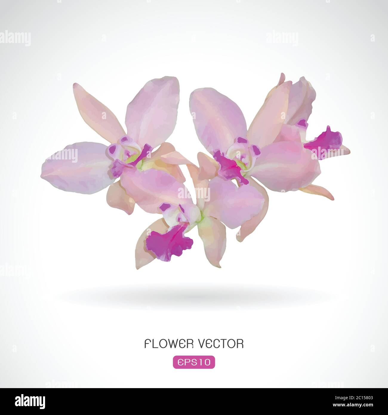 Vector of orchid flower on white background. Easy editable layered vector illustration. Stock Vector