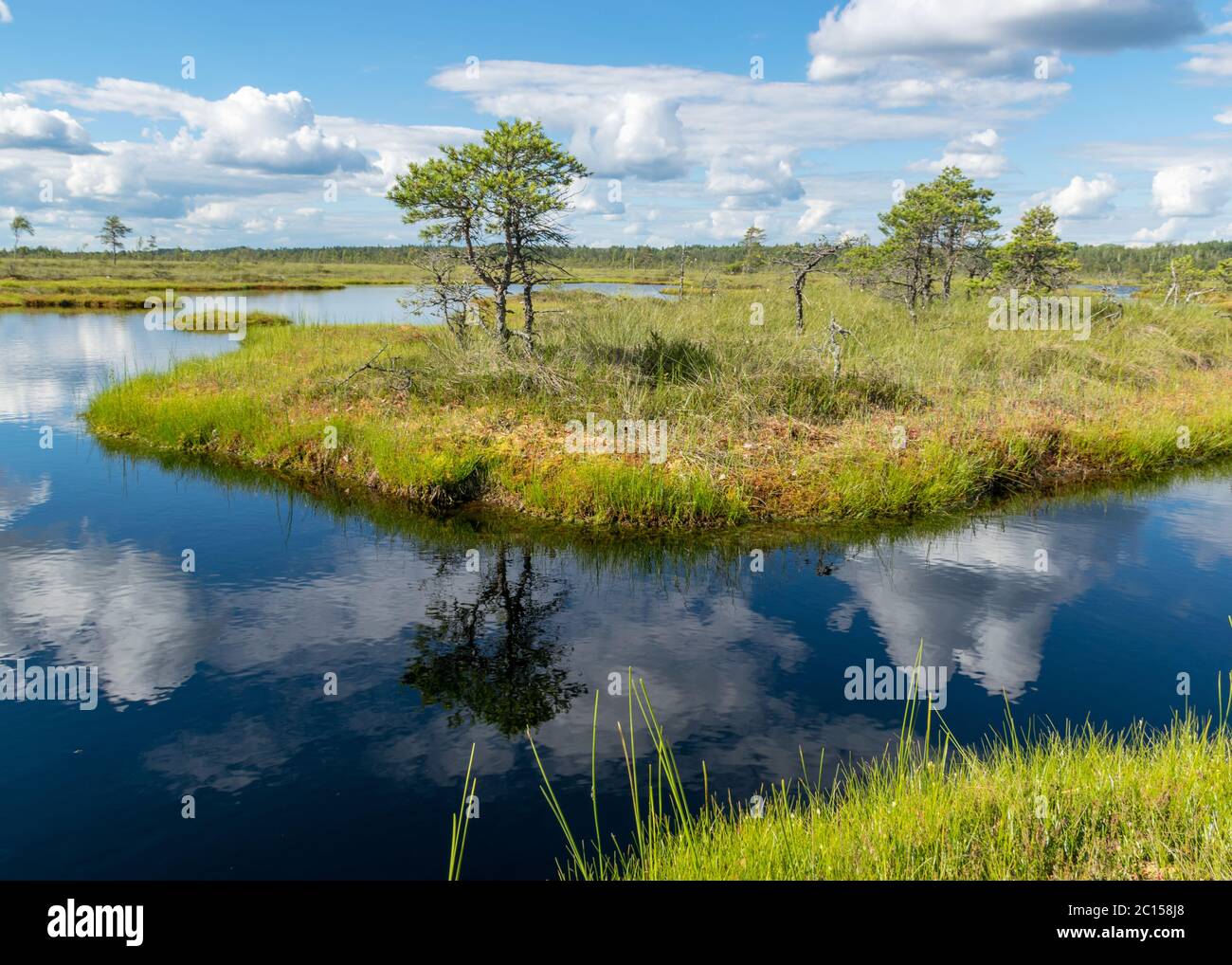 Scenic landscape with blue bog lakes surrounded by small pines and ...