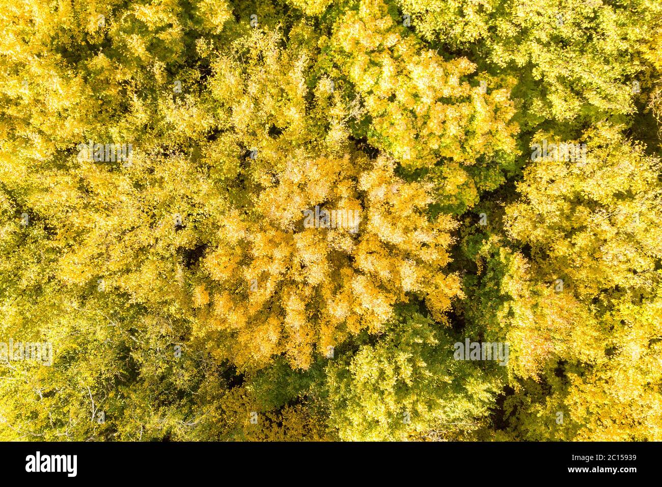 Top down aerial view of green and yellow canopies in autumn forest with many fresh trees. Stock Photo