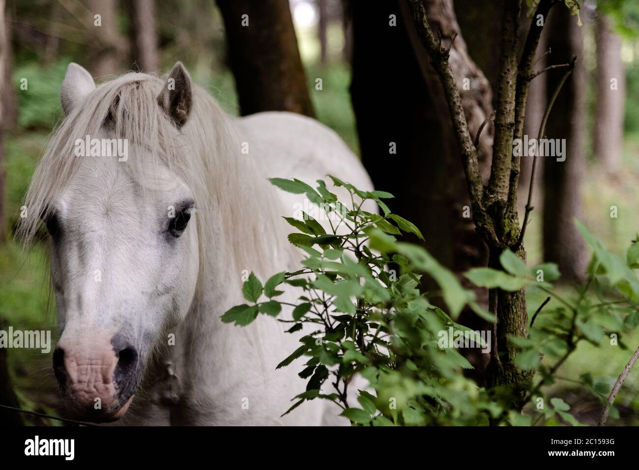 White horse in the wood Stock Photo
