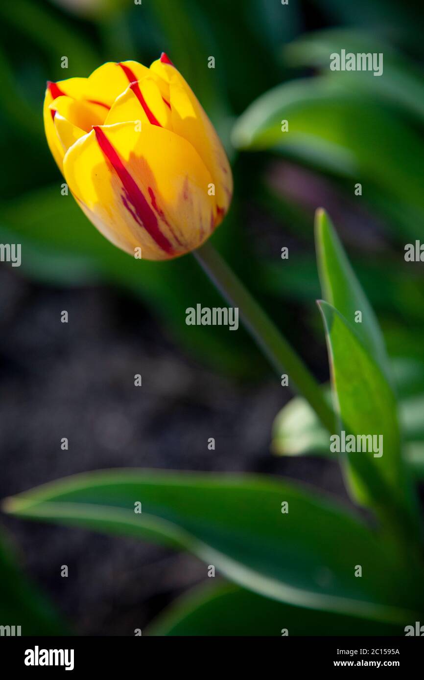 Tulip with red and yellow variegated petals Stock Photo