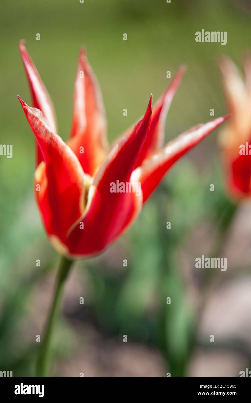 Tulip with red and white variegated petals Stock Photo