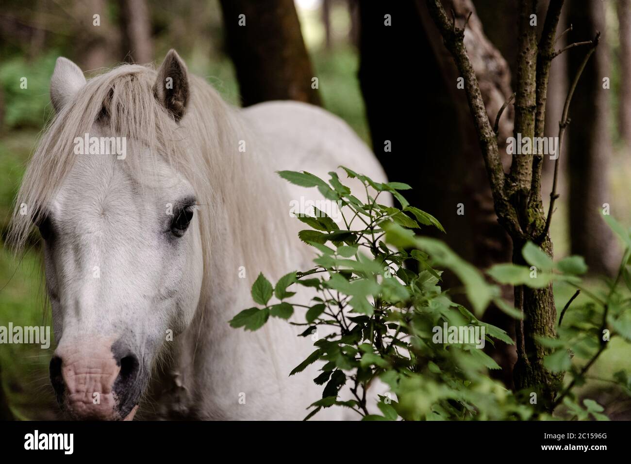 White horse wood hi-res stock photography and images - Alamy