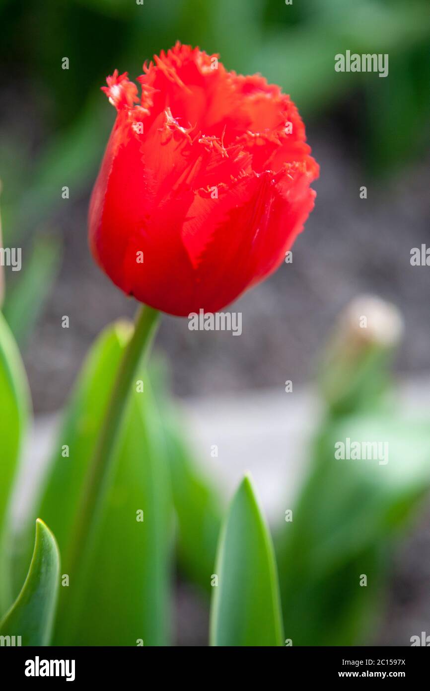 Red tulip with fringed petals Stock Photo