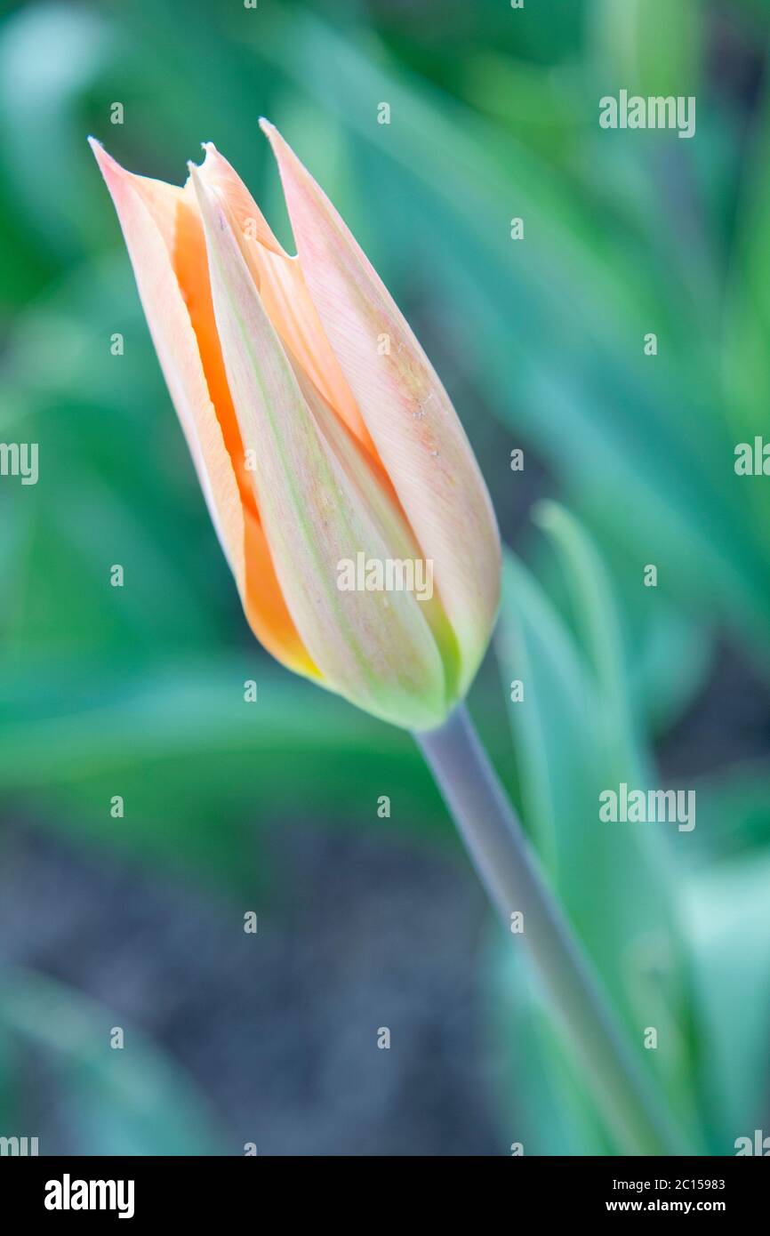 Pink tulip with closed petals Stock Photo