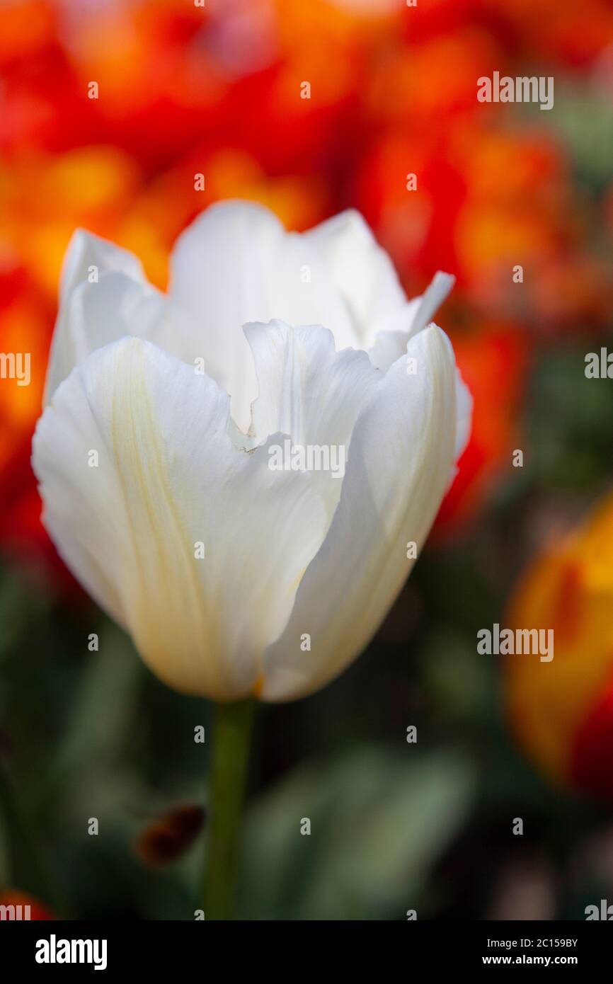 Tulip with white and yellow variegated petals Stock Photo