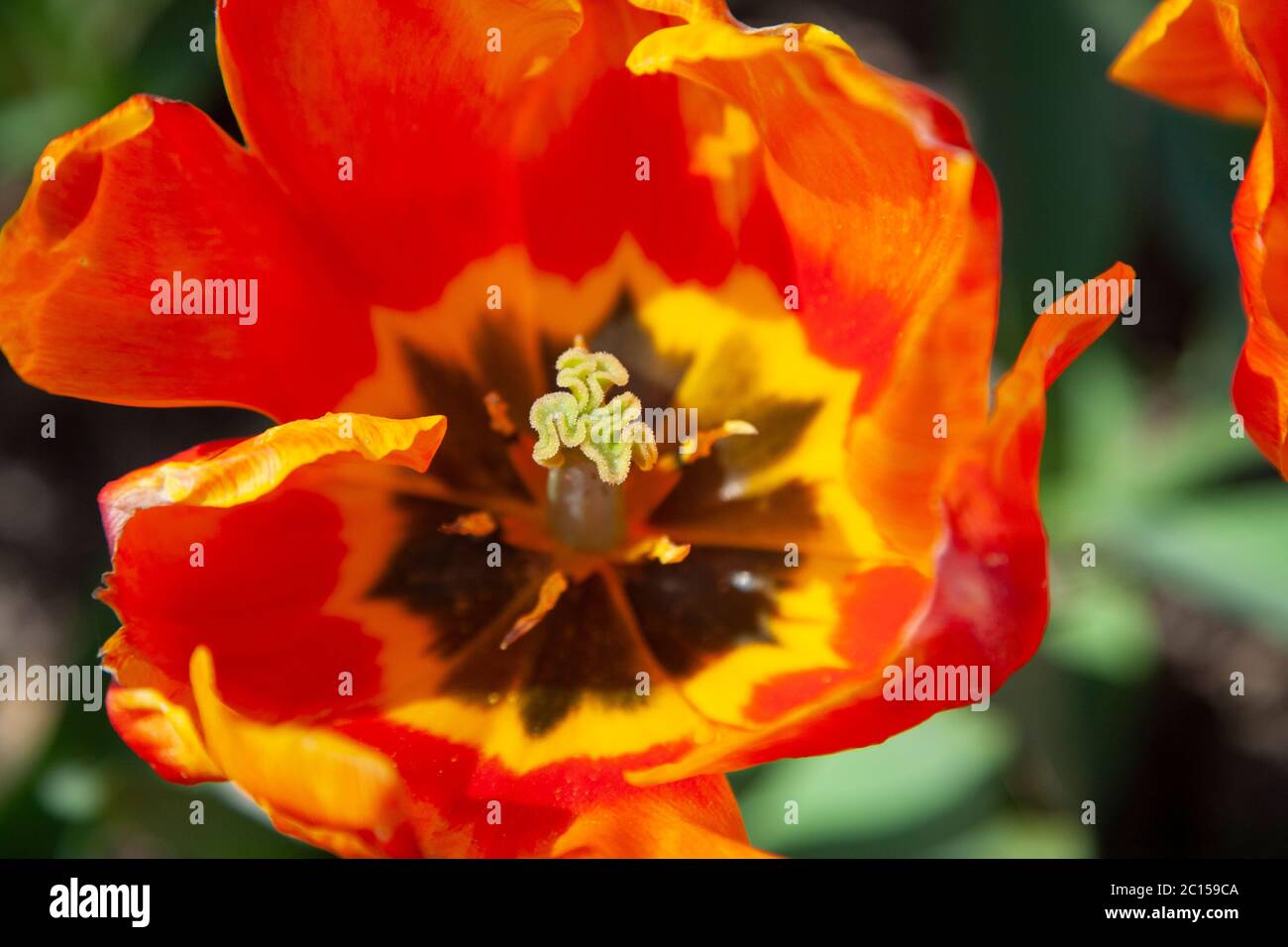 Tulip with red and yellow variegated petals Stock Photo