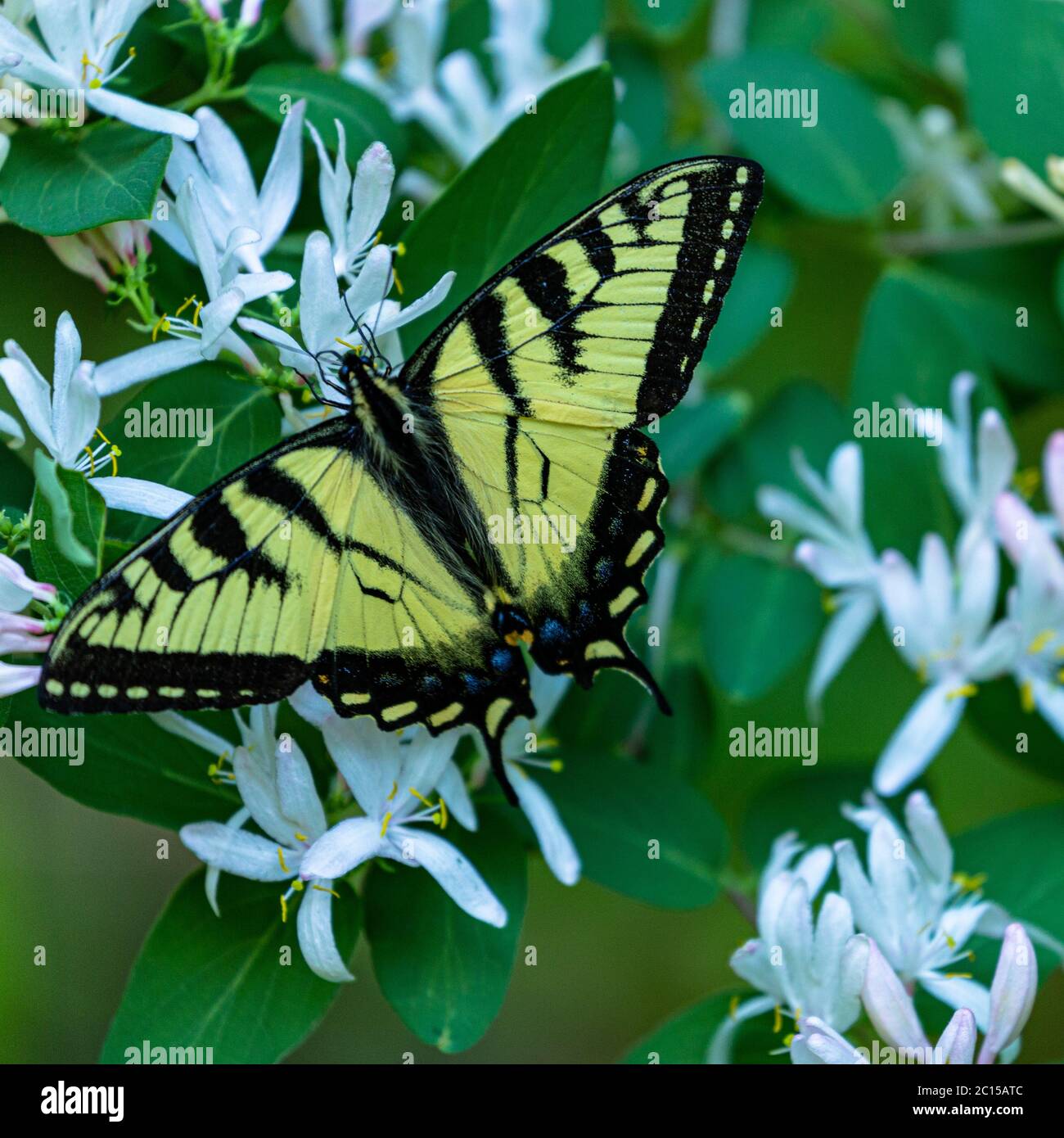 Swallowtail butterfly perched on blooming honeysuckle tree. Stock Photo