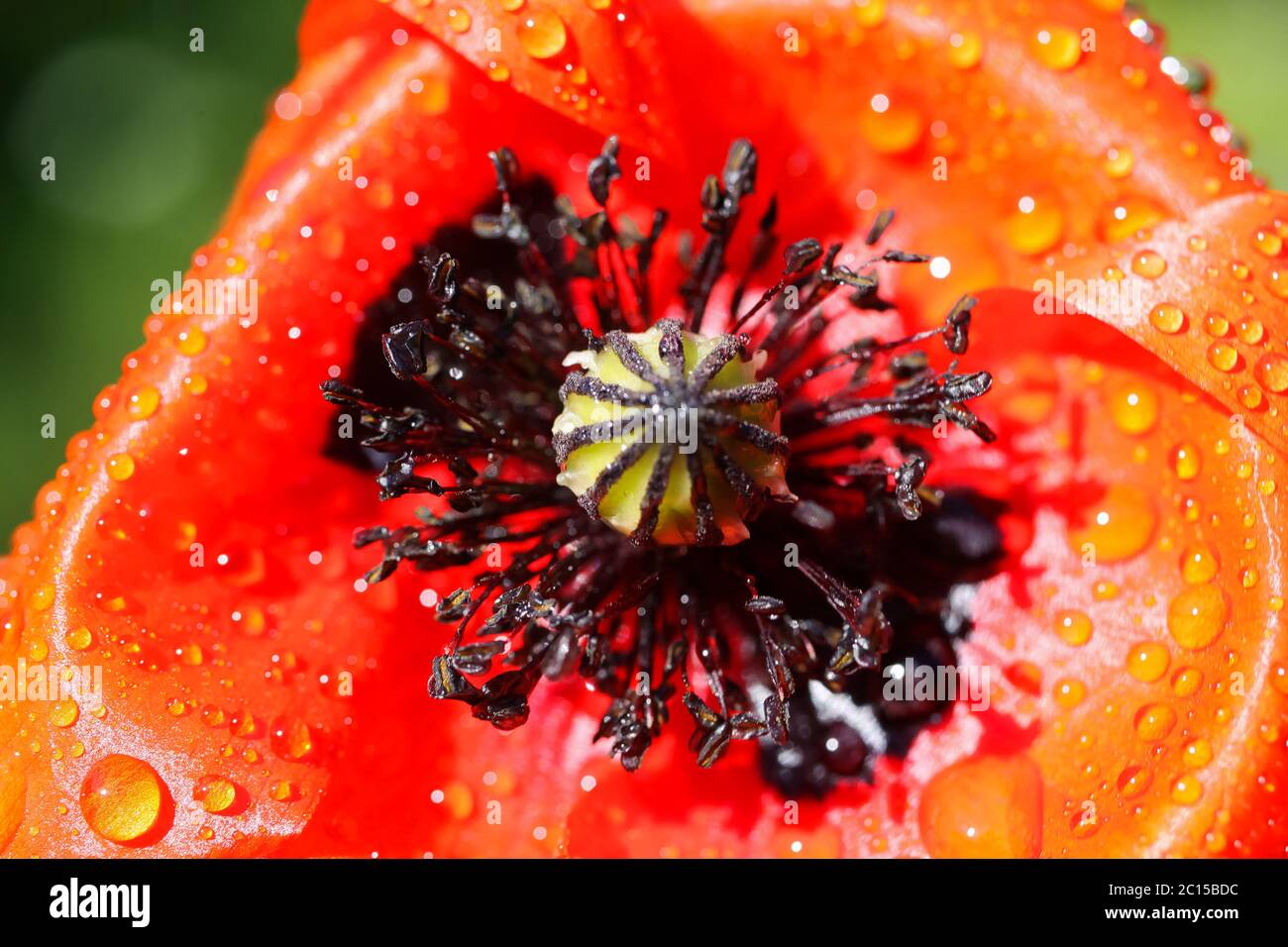 Macro Closeup Of Isolated Red Corn Poppy Flower Papaver Rhoeas With Wet Papery Petals And Rain Drops Focus On Seed Pot Stock Photo Alamy Macro Closeup Of Isolated Red Corn Poppy Flower Papaver Rhoeas With Wet Papery Petals And Rain Drops Focus On Seed Pot Stock Photo Alamy