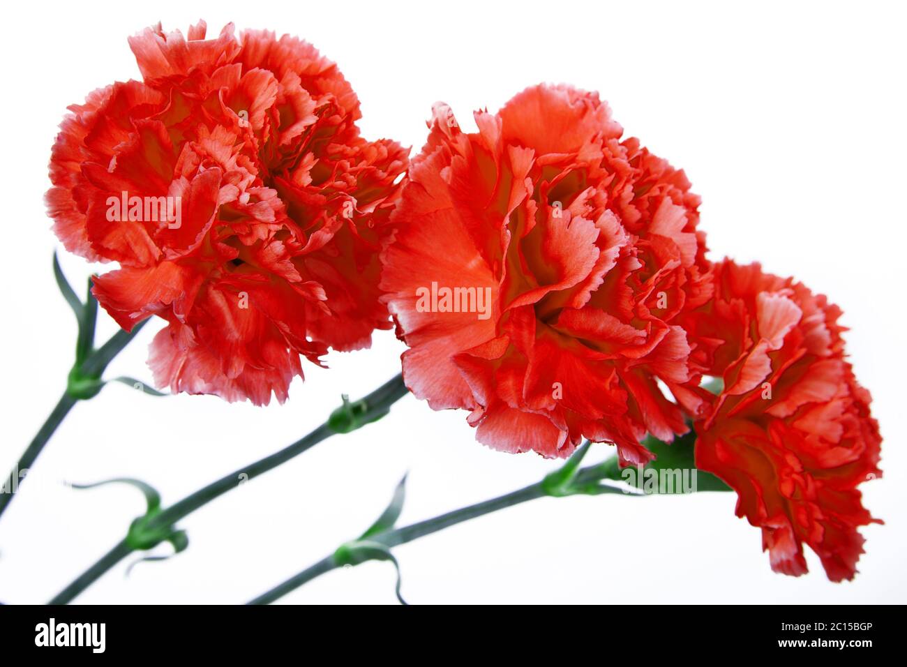 three red carnation on a white background Stock Photo