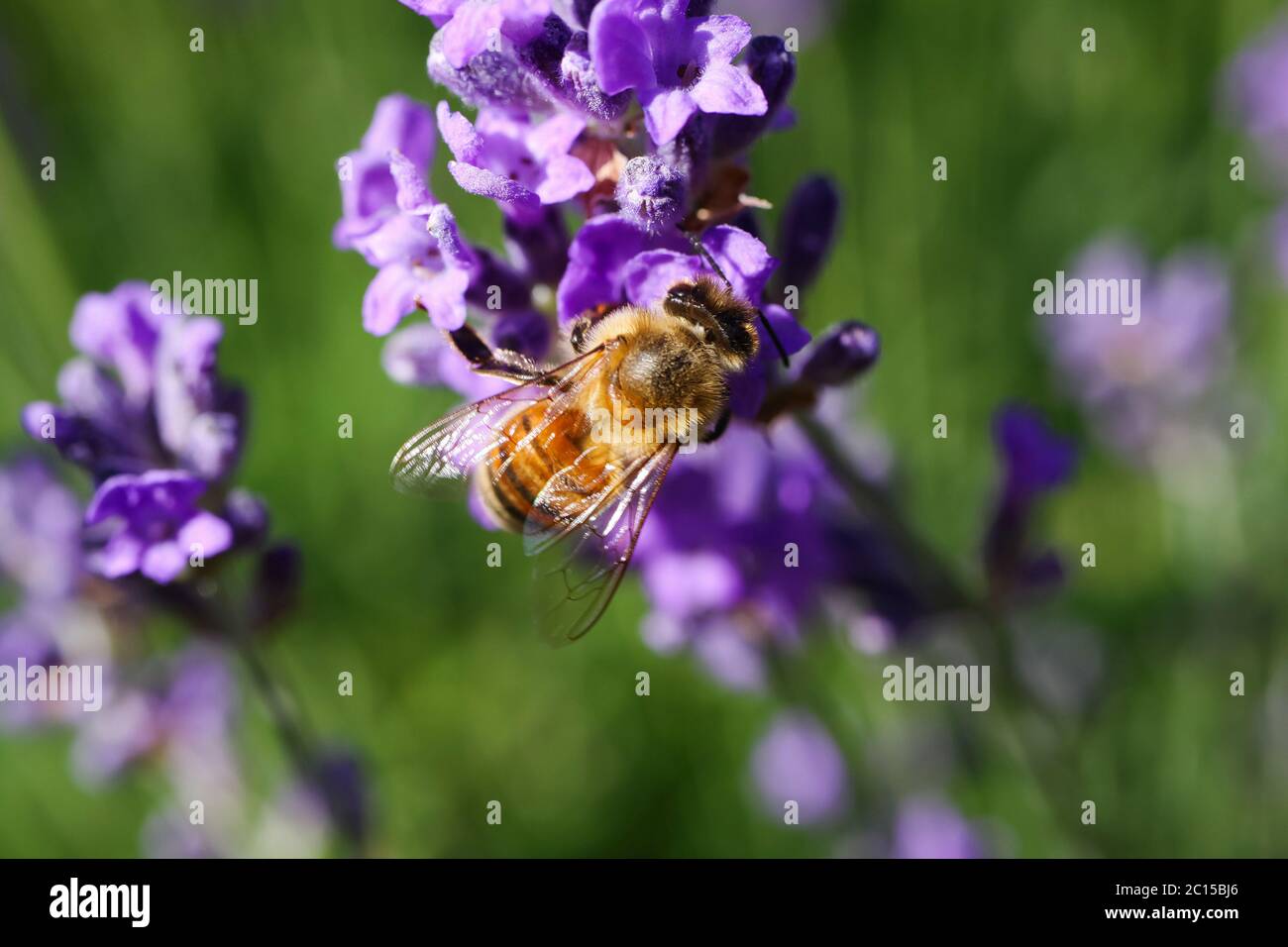 Macro close up of isolated honey bee collecting pollen from purple lavender flowers (focus on bee) Stock Photo